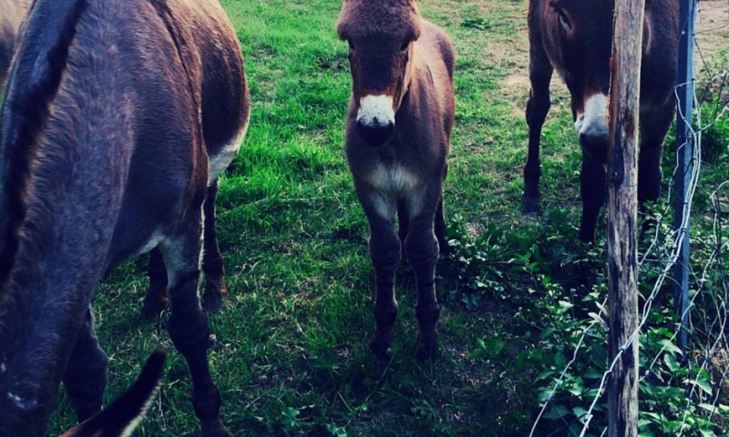 Lucky, uno degli asinelli di Agrimerlano