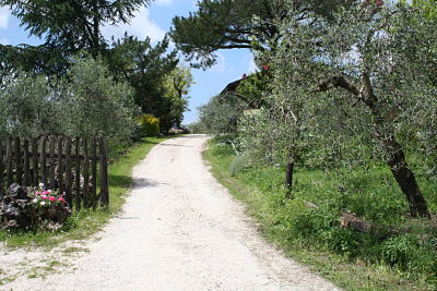 Dei 40 ettari della Tenuta Merlano molti sono coltivati a uliveto